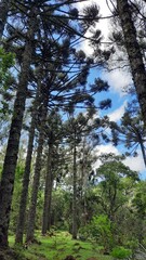Fototapeta premium trees in the forest