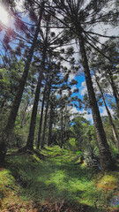 Fototapeta premium forest in autumn