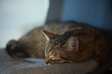 Portrait de Chat européen