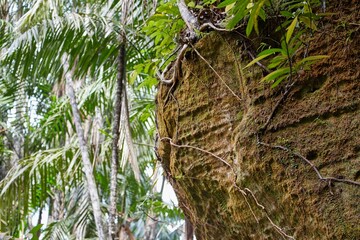 The trails and animals of Bako National Park, Sarawak Province, Malaysian Borneo