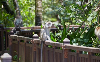 The trails and animals of Bako National Park, Sarawak Province, Malaysian Borneo