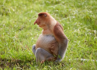 The unique Proboscis Monkeys of Bako National Park, Sarawak Province, Malaysian Borneo