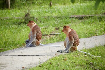 The unique Proboscis Monkeys of Bako National Park, Sarawak Province, Malaysian Borneo
