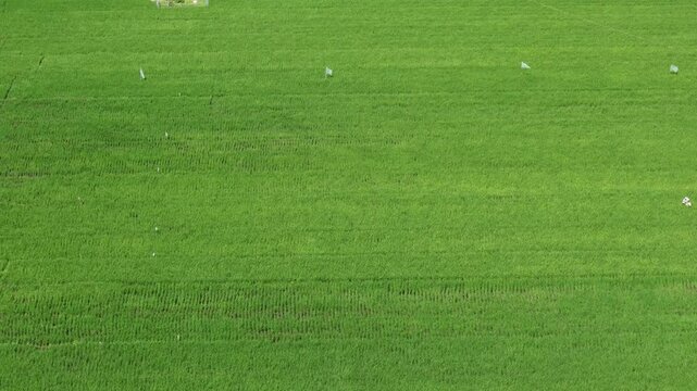 aerial view of rice farming landscape in east java indonesia. agricultural land, food supplies, rice barns.