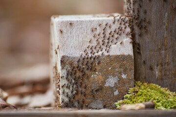 The trails and animals of Bako National Park, Sarawak Province, Malaysian Borneo