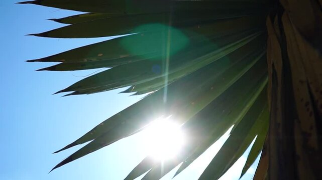 Vista del sol a trav&eacute;s de hojas de una palma en un d&iacute;a soleado 