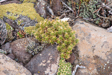 Vegetación Natural