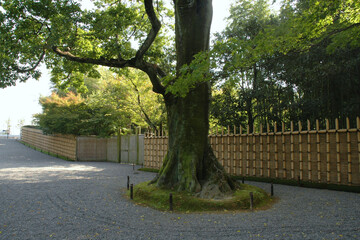 The bamboo fence in japanese style garden / 日本庭園の竹垣(生垣) ，広角ワイド撮り
