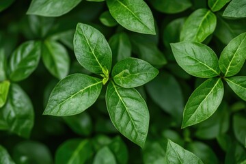 Fototapeta premium Green leaves create a natural backdrop. This image is perfect for showcasing nature, growth, or environmental themes.