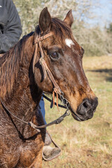 Obraz premium A sweating horse on a cattle round up in Texas.