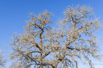 Fototapeta premium Dry tree in southern Texas.