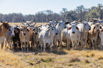 American Brahman cattle on a Texas ranch.