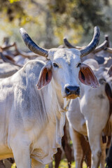 American Brahman cattle on a Texas ranch.