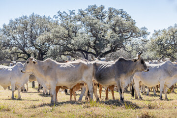 American Brahman cattle on a Texas ranch.