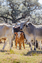 American Brahman cows and calves on a Texas ranch.