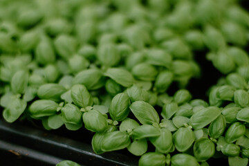 Growing basil