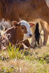 American Brahman cows and calves on a Texas ranch. © Emily_M_Wilson