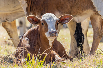 American Brahman cows and calves on a Texas ranch.