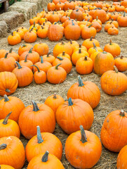 Festive holiday pumpkins for Halloween on hay