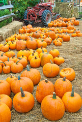 Festive holiday pumpkins for Halloween on hay.