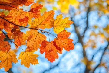 Fallen Leaves Season Background