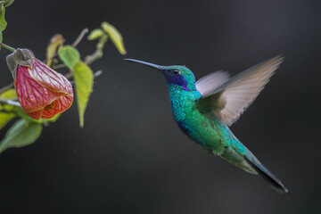 Colibri en vuelo © OmarJavier