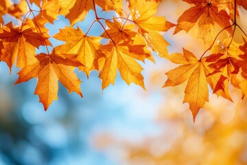 Fallen Leaves Season Background