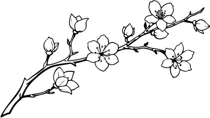 pen drawing a branch of a cherry tree in blossom,
