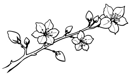 pen drawing a branch of a cherry tree in blossom,