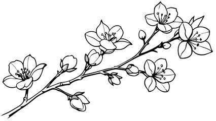 pen drawing a branch of a cherry tree in blossom,