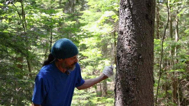 Herbalist carefully extracts sap from a tree in a lush forest, showcasing traditional methods of natural remedy gathering. Selective focus