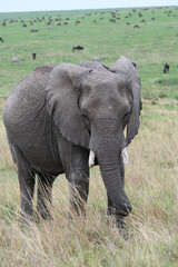 Obraz premium Elephant on a stroll