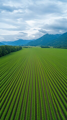 Obraz premium Cinematic Aerial View of a Regenerative Farm with Crop Rotation, contrasting colors, natural barriers, afternoon light.