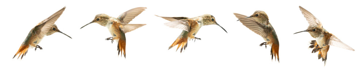 Set of Five Rufous Hummingbird In Flight Isolated. Transparent PNG. © Andy Dean