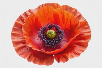 Vibrant bright red poppy flower with delicate petals and center stamens isolated on pure white background, showcasing its intricate beauty in a top view perspective.