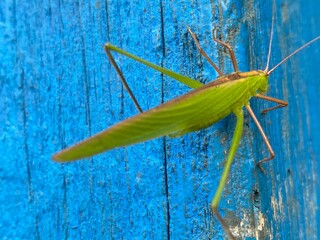 eagle,Eagle,bird,nature,flying,fly