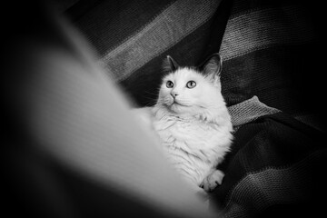 black cat in  a hammock