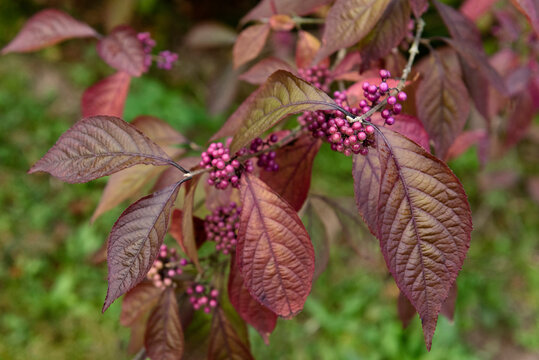 Beautyberry or Callicarpa bodinieri Profusion with fruits