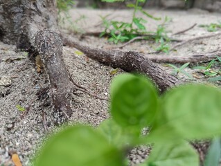 trunk of a tree
