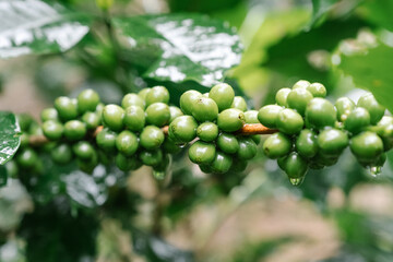Coffee tree with green coffee beans on the branch