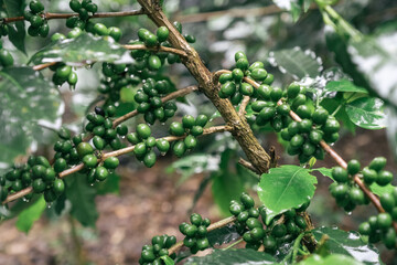Coffee tree with green coffee beans on the branch