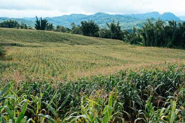 The agricultural land of a green corn farm