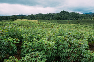 Cassava or tapioca field in countryside