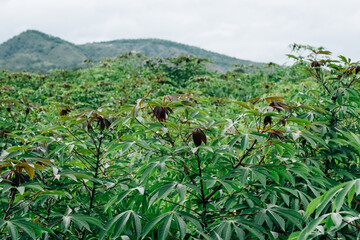 Cassava or tapioca field in countryside