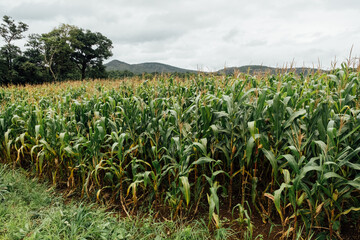 The agricultural land of a green corn farm