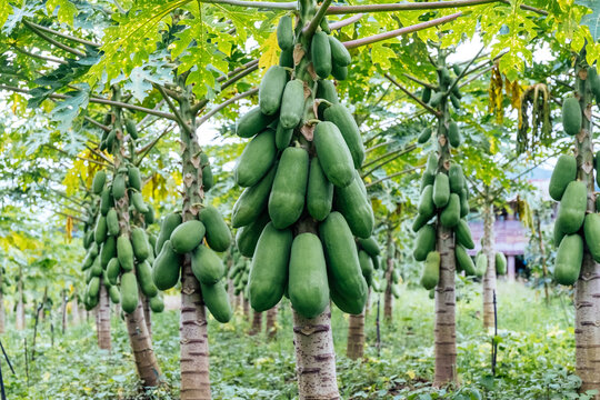 Papaya fruits of papaya tree in the garden