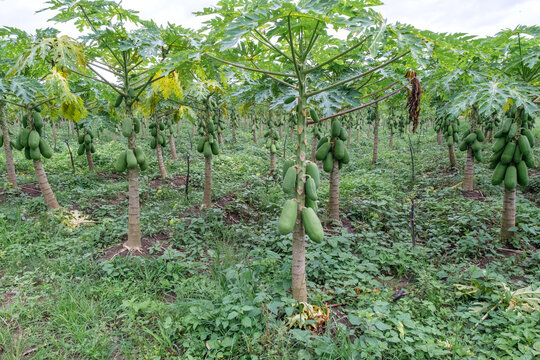 Papaya fruits of papaya tree in the garden
