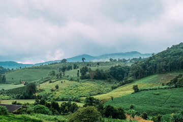 Green corn grows in a tropical climate