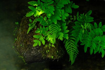 小さな沢のでの霧の景観