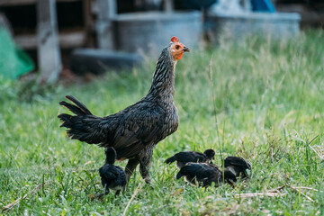 Hen and chicken outdoors eating on a green grass